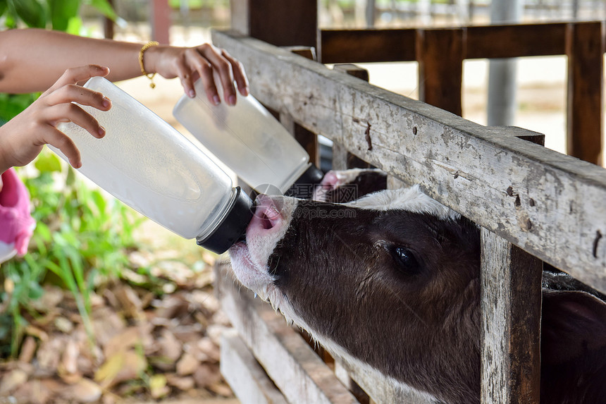 小牛奶喂谷仓哺乳动物图片