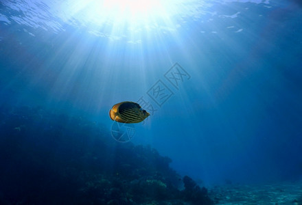 潜水浅光线中的热带鱼类水族馆风景图片