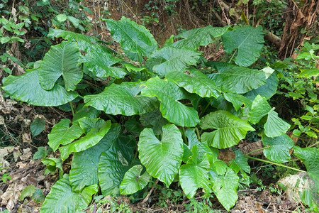 团体自然植树木其基础是一大批树木林里有大片叶加上水分和湿度森林图片