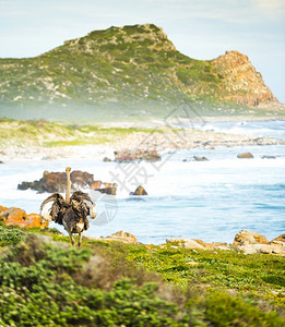 景观奥斯里奇沿着南非角半岛的好希望沿途运行动物岬高清图片