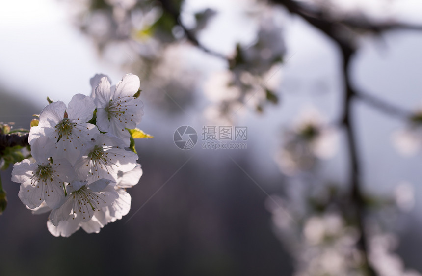 春日的樱花和天空图片