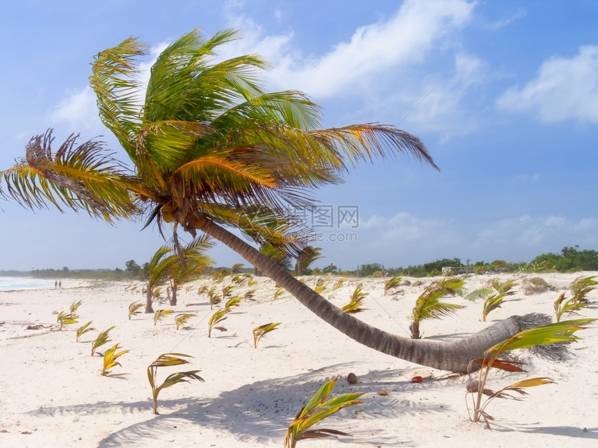 沙滩上椰子树图片