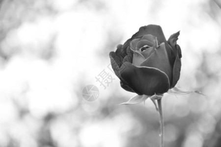 黑色的花园带bokeh背景的玫瑰芽黑白图像图片