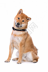 伊贝诗白色的正面种背景前的伊努教义犬背景