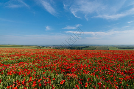韦茅斯美丽的红色花田背景