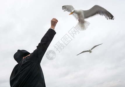 羽毛飞行白翼海鸥从人手中拿起饼干在云层的天空背景上动物图片