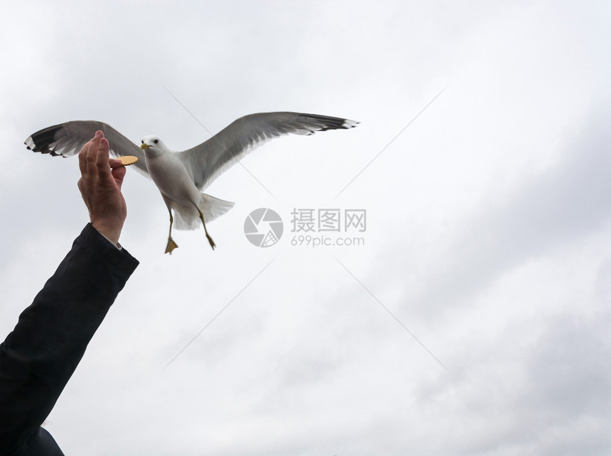 白翅翼海鸥从人手中拿起饼干在云层的天空背景上俄罗斯独自的图片