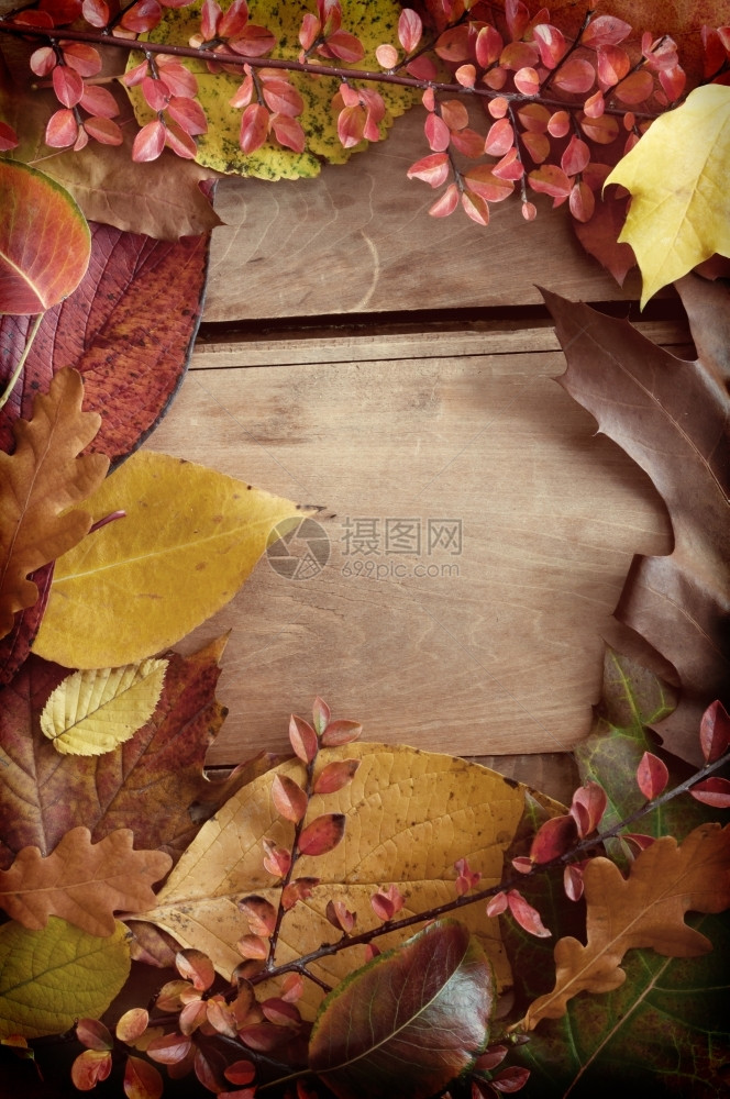 木质背景下的秋叶图片