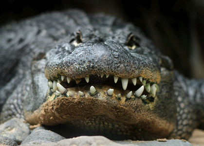 捕食者水牙齿大鳄鱼头和前面的草原植物前面的鳄鱼头图片