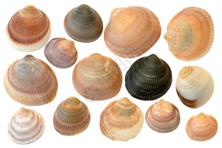 变化发现白色的背景上不同海贝壳图片
