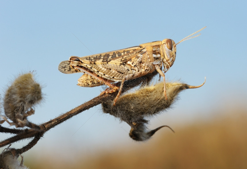 自然以色列Motley蝗虫坐在一个干燥的植物上对着天空动物图片