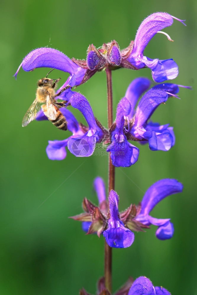 春天吸吮野花SalviaPratensis的花朵和蜜蜂吸食图片