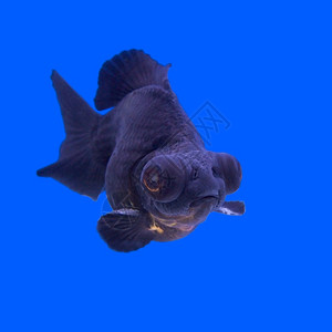 水族馆中美丽的黑金鱼生活荒野钓高清图片