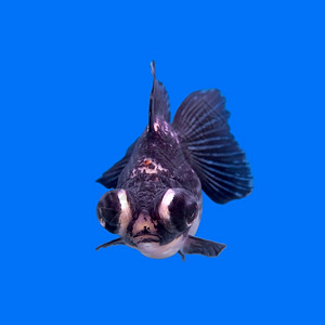 动物眼睛望远镜水族馆中美丽的黑金鱼背景图片