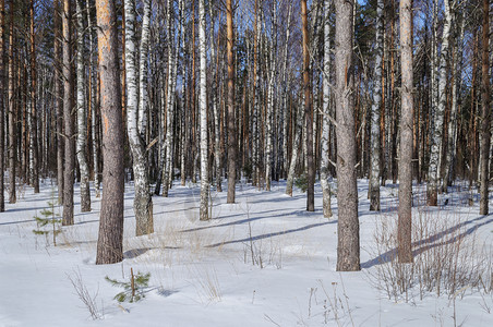 冬季森林雪景图片