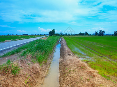 农场蓝天下的稻田全景植物蓝色的图片