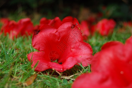 一种花的死枯萎红罗多登天龙坠落在草坪上图片