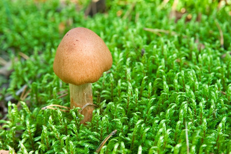 帽绿色苔中的棕小蛤蛙凳子秋天牛肝菌图片