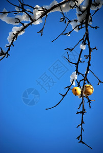 梨挂在冬下雪的树上图片