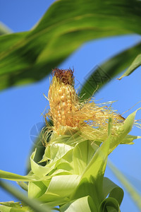 庄稼里的玉米棒图片