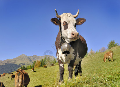 高山牧场上的奶牛图片