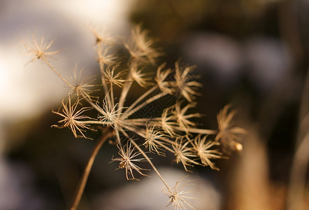 金的草秋天寒冷潮湿花朵秋色的干燥花朵芦苇图片