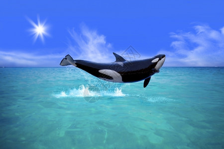 黑色的荒野海鲸鱼杀手从水中跳出来背景图片