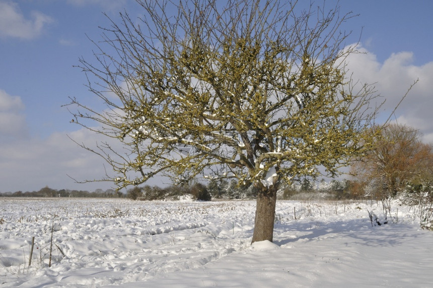 冬季雪后的美景图片