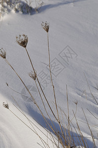 户外霜在布列塔尼的雪下树图片
