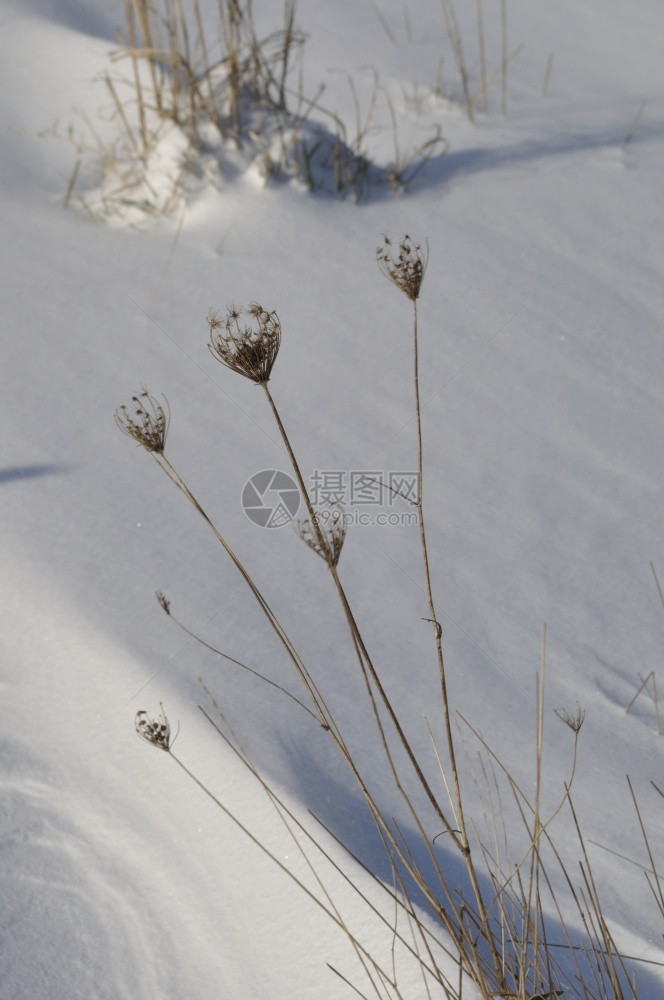 植物分支新鲜的在布列塔尼雪下图片