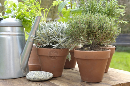 棉花糖新鲜的陶瓷芳香植物和金属水可以放在花园的桌子上智者背景图片