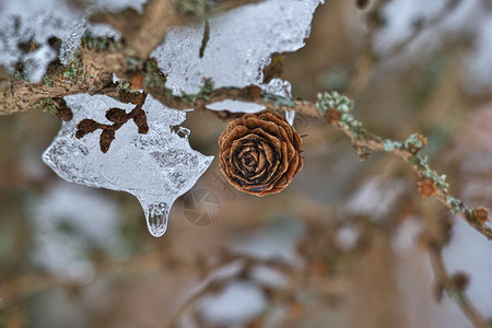 植物群冬天学美丽的冬季场景深浅的寒冷树枝田地冰雪与水滴和锥形冰冻的雪相握背景