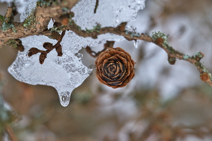 一种冬天分支美丽的季场景深浅的寒冷树枝田地冰雪与水滴和锥形冰冻的雪相握图片