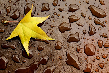 雨滴中的黄色秋叶图片