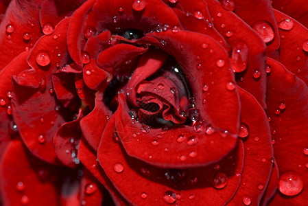 红玫瑰花头特写红玫瑰与水滴顶视图深焦点红玫瑰花头特写维生素爱重点图片