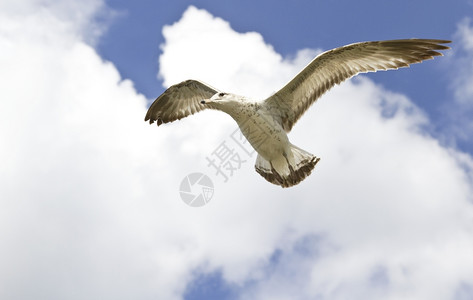 麦金海鸥警报和头顶向侧在风中悬浮高空与蓝色天对抗云彩白积色的悬停图片