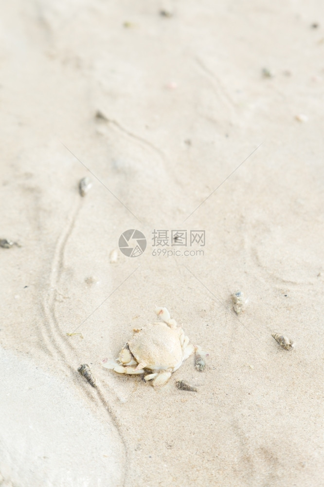 海边沙滩上的螃蟹图片