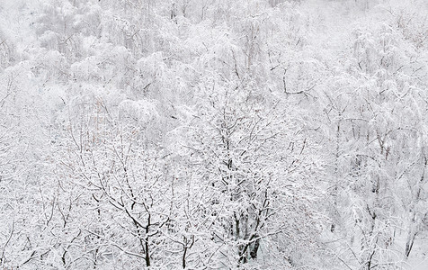 外寒冷的冬季森林下午被雪覆盖着景观图片