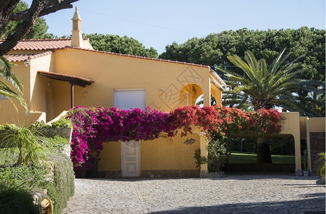在Portugal的大别墅房子旁边有布加维尔的鲜花和棕榈树门户14屋热带背景图片