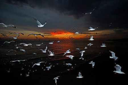 美丽的天空下飞行的海鸥群图片