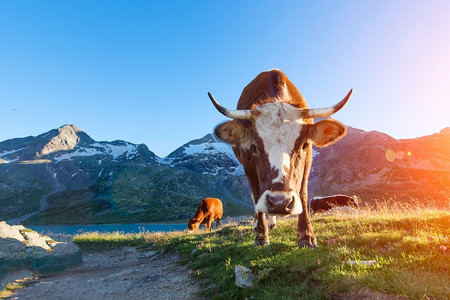 自然草长角的牛群在山上放牧夏天晒太阳阿尔卑斯山图片