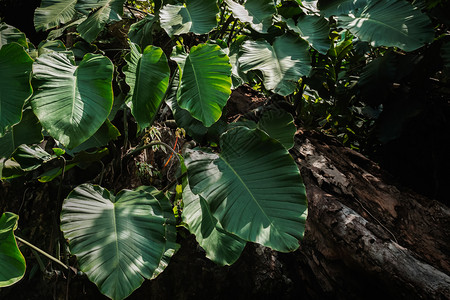 绿色热带植物群大自然中的绿叶怪物a图片