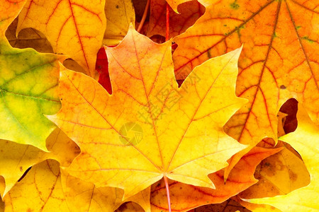 秋季落叶图片