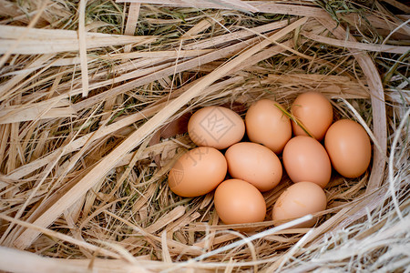 巢里九个鸡蛋背景图片