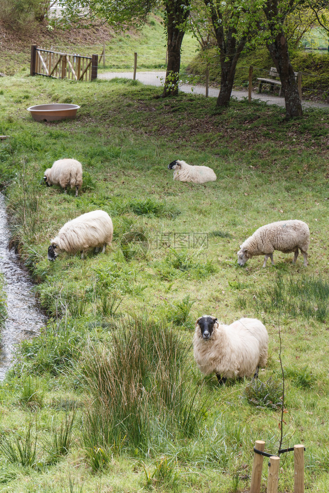 轻擦白色的动物牧羊和躺在布列塔尼的田里图片
