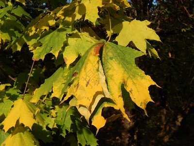 树枝上的秋叶图片
