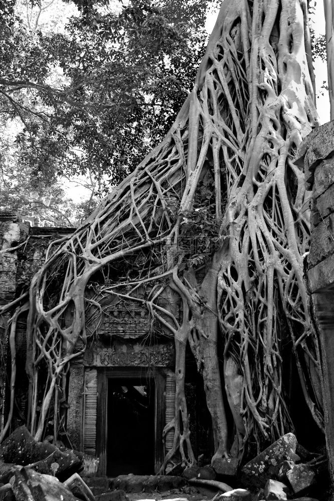 黑色的坠落建筑学朝柬埔寨吴哥寺庙废墟的一栋开图片