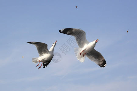 禽类传播动物在美丽的天空背景下飞行的海鸥鸟照片图片