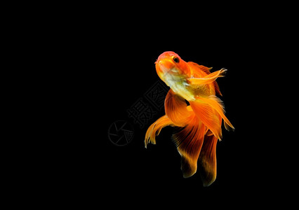 在水族馆里被困在黑色深背景的金鱼不同颜色的Carassiusanuratus宠物动水下背景图片