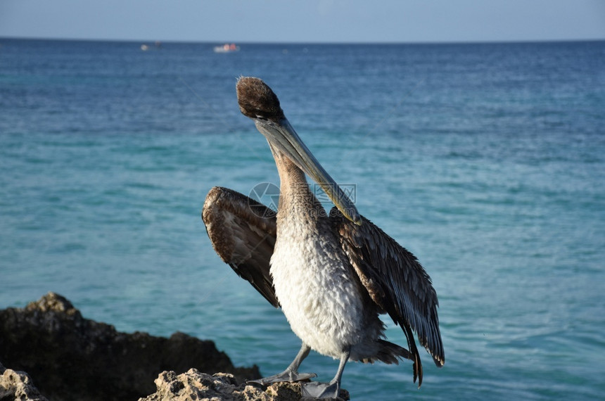 阿鲁巴海岸的棕色青鱼洋禽类翅膀图片